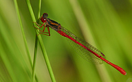 Small Red Damsel (Male, Ceriagrion Tenellum)